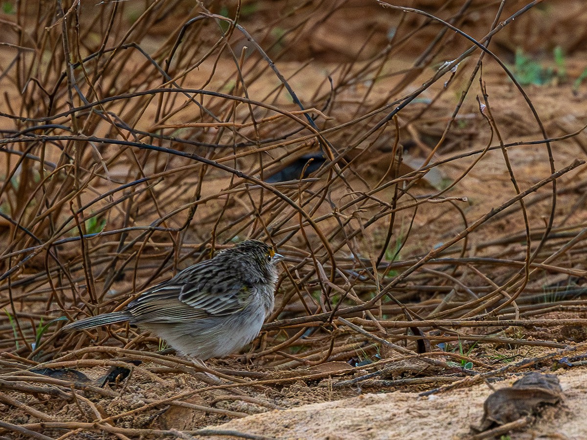 Grassland Sparrow - ML633143652