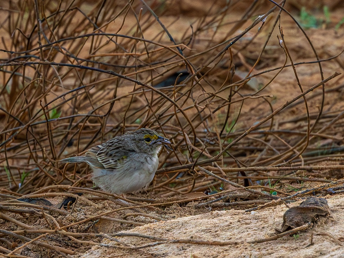 Grassland Sparrow - ML633143653