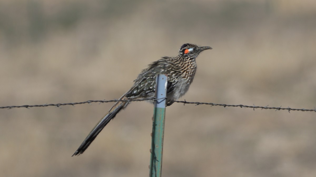 Greater Roadrunner - ML633143726