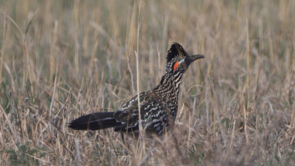 Greater Roadrunner - ML633143727