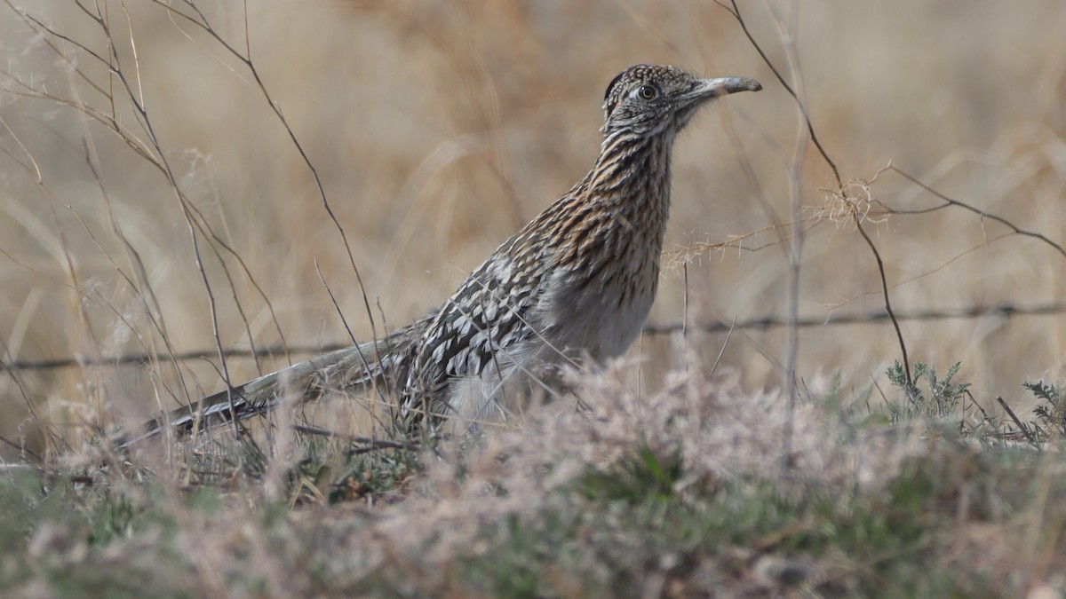Greater Roadrunner - ML633143728