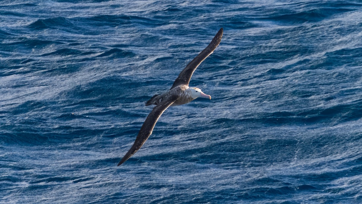Tristan Albatross - ML633143733