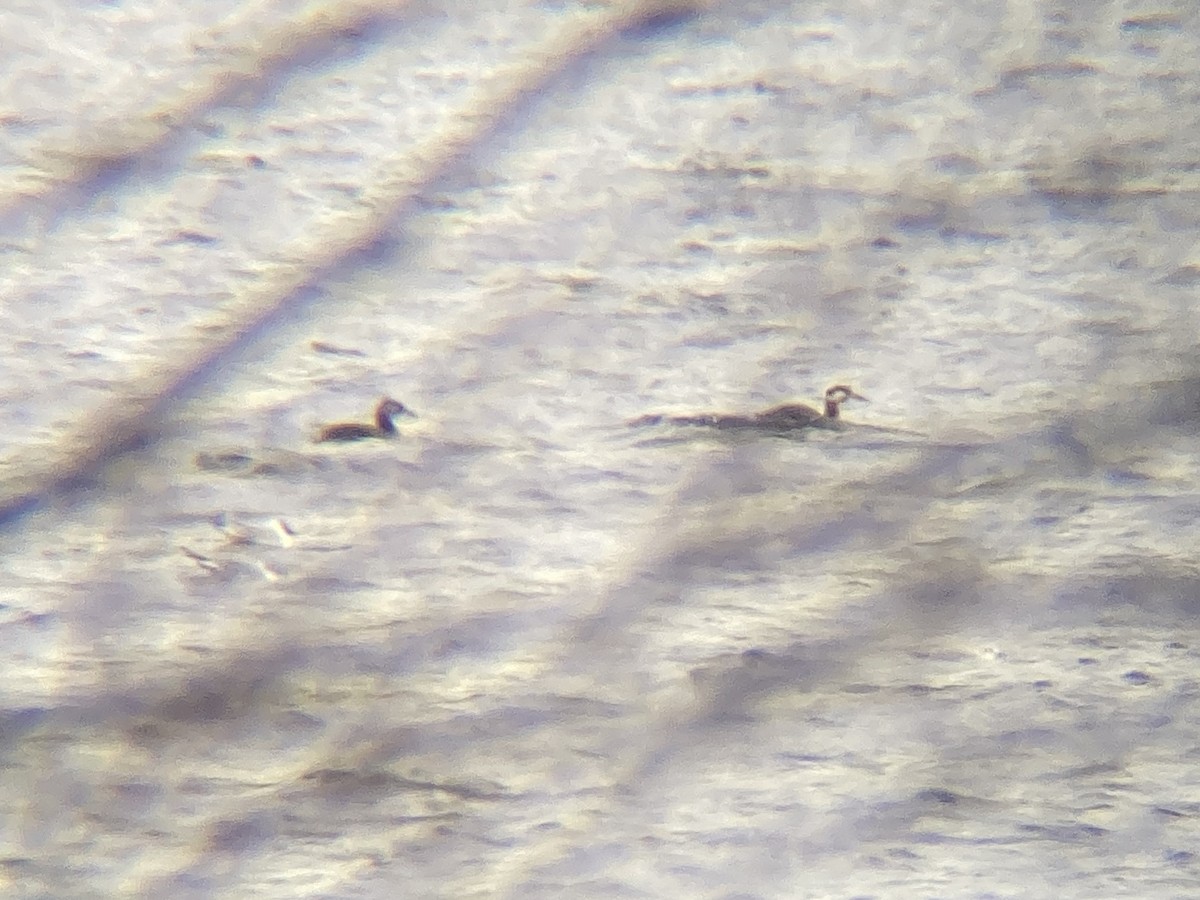 Red-necked Grebe - ML633143759