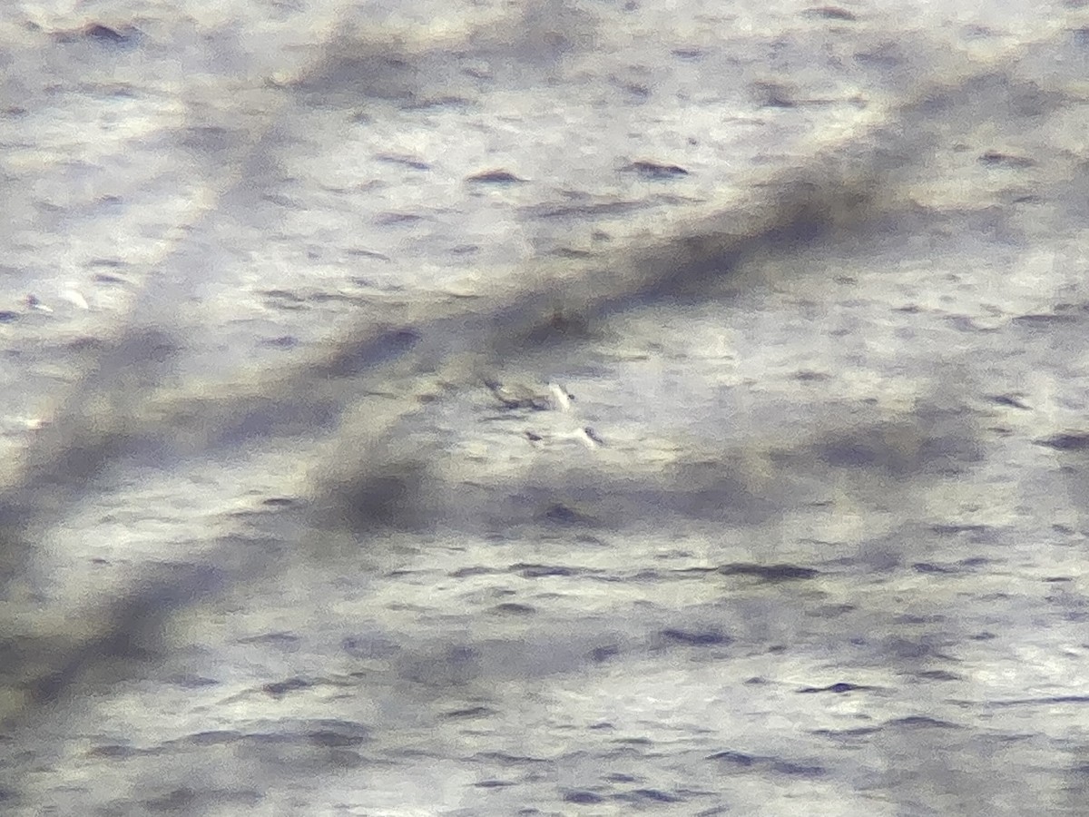 Bonaparte's Gull - ML633143777