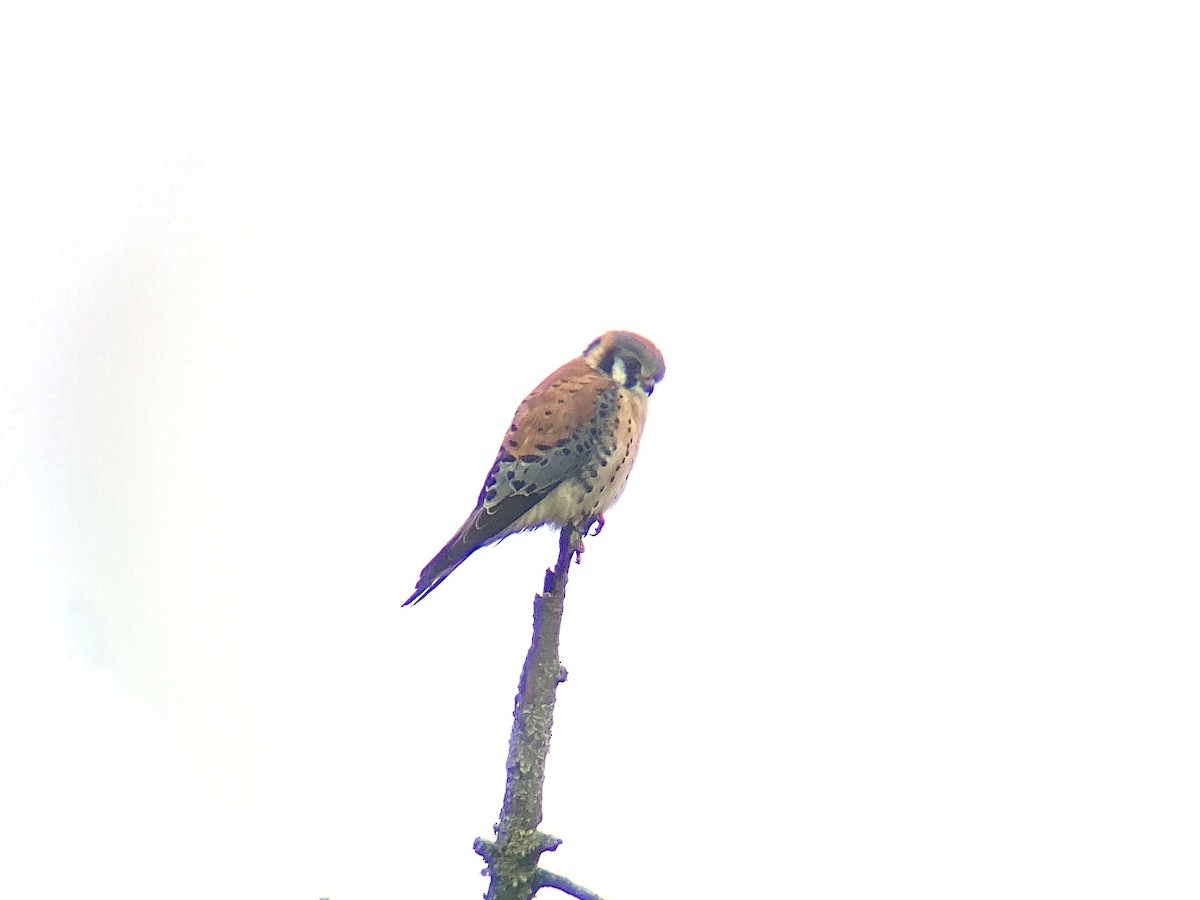 American Kestrel - ML633143794