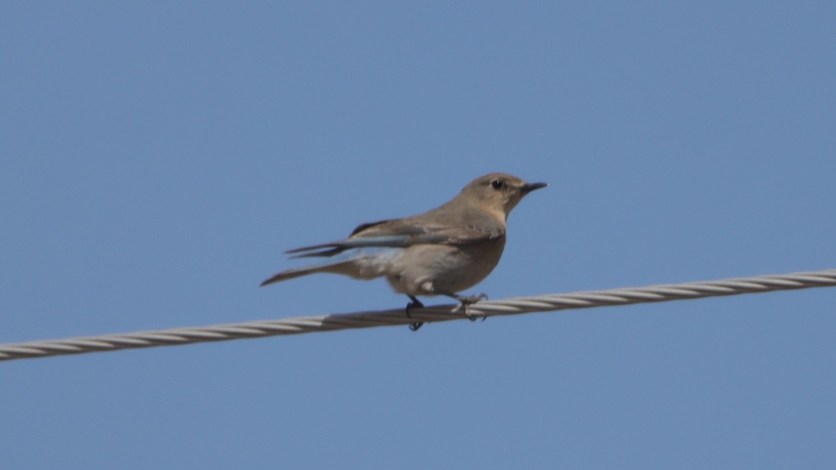 Mountain Bluebird - ML633143795