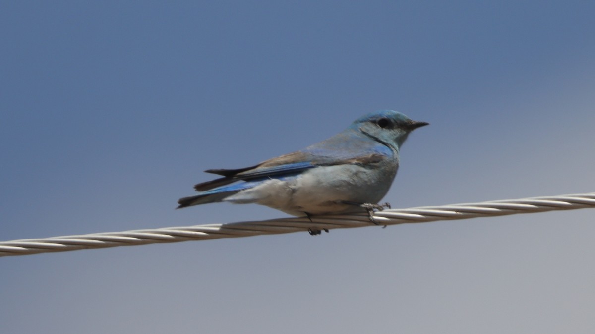 Mountain Bluebird - ML633143796