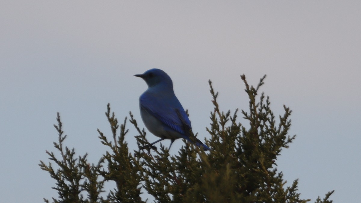 Mountain Bluebird - ML633143797