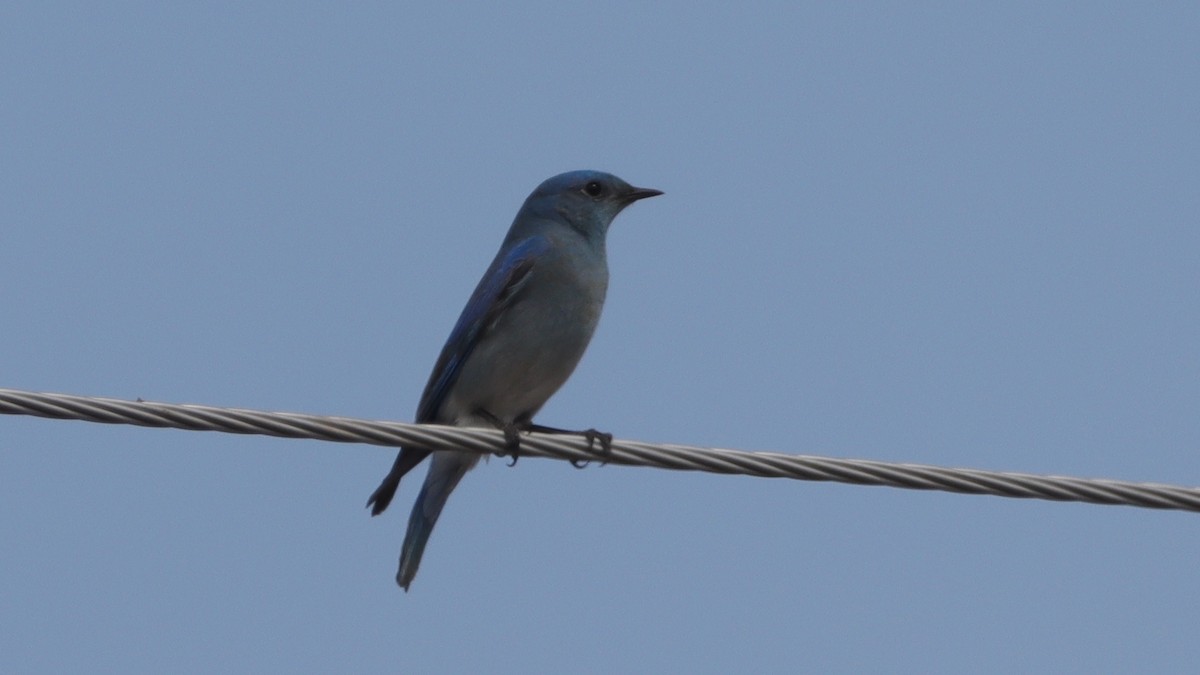 Mountain Bluebird - ML633143798