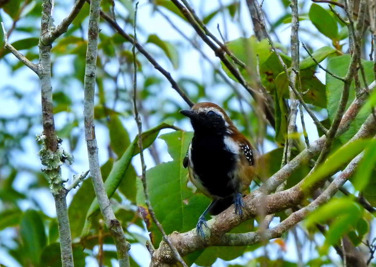 Rusty-backed Antwren - ML633143995