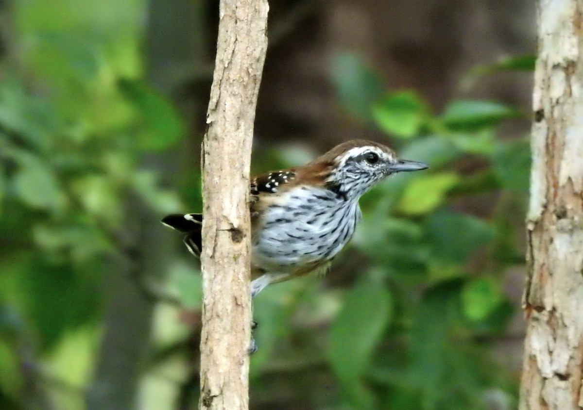 Rusty-backed Antwren - ML633143996