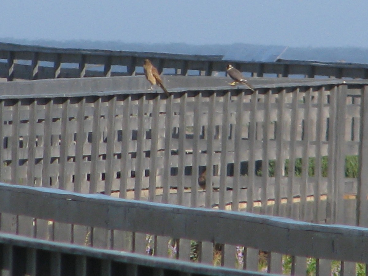 Aplomado Falcon - ML633144164