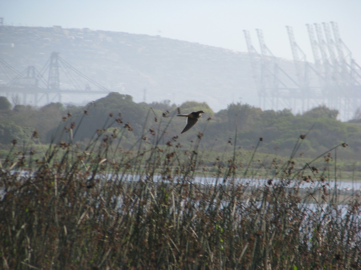 Aplomado Falcon - ML633144165