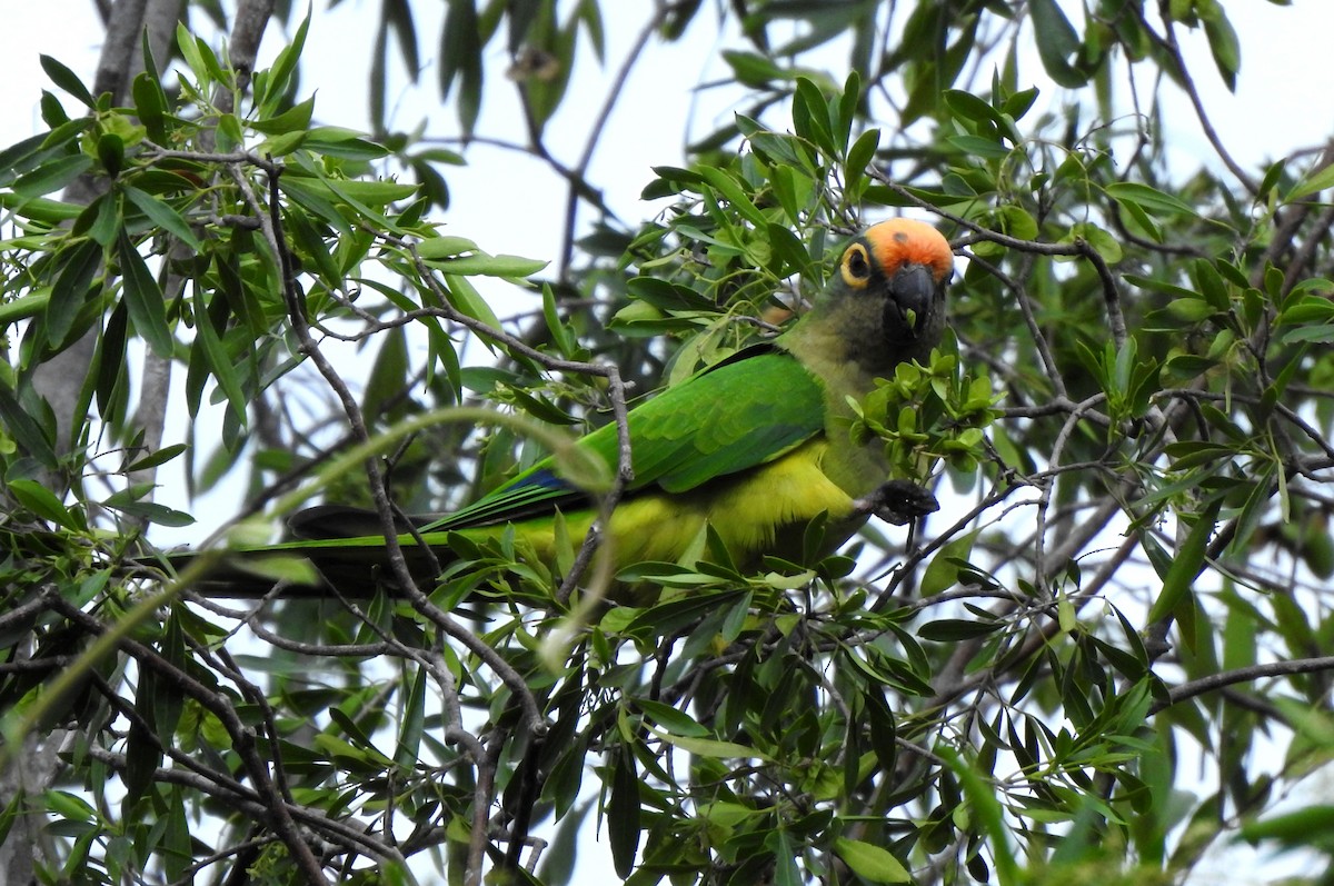Peach-fronted Parakeet - ML633144179
