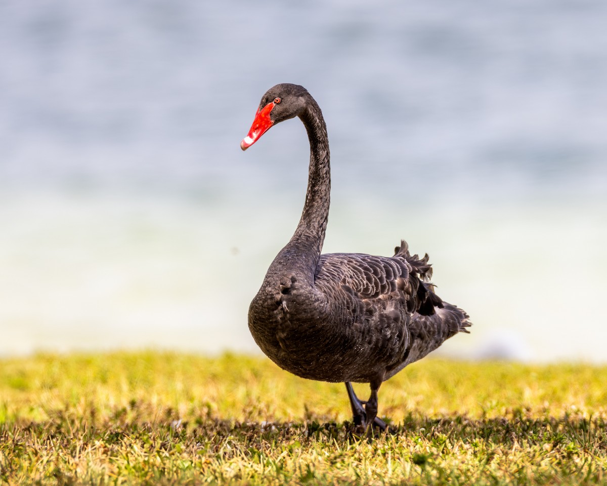 labuť černá - ML633144293