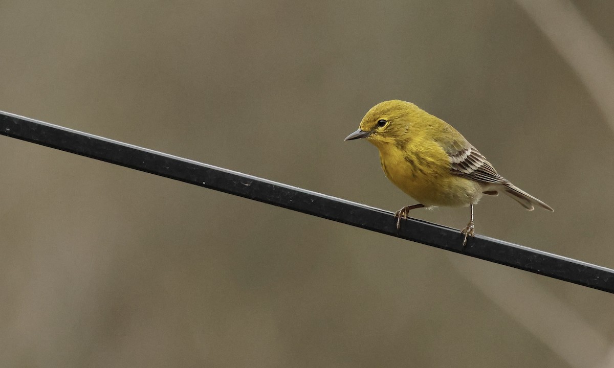 Pine Warbler - Dan Mendenhall