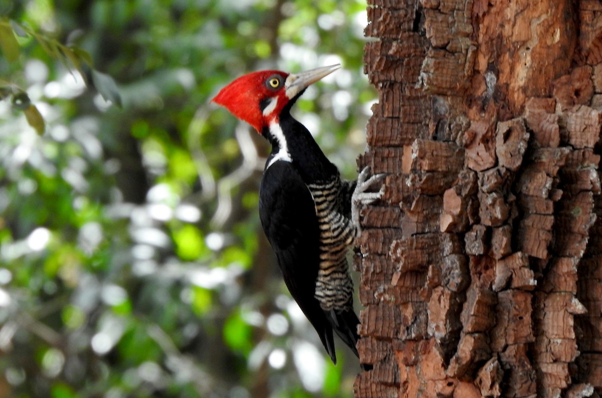 Crimson-crested Woodpecker - ML633144450