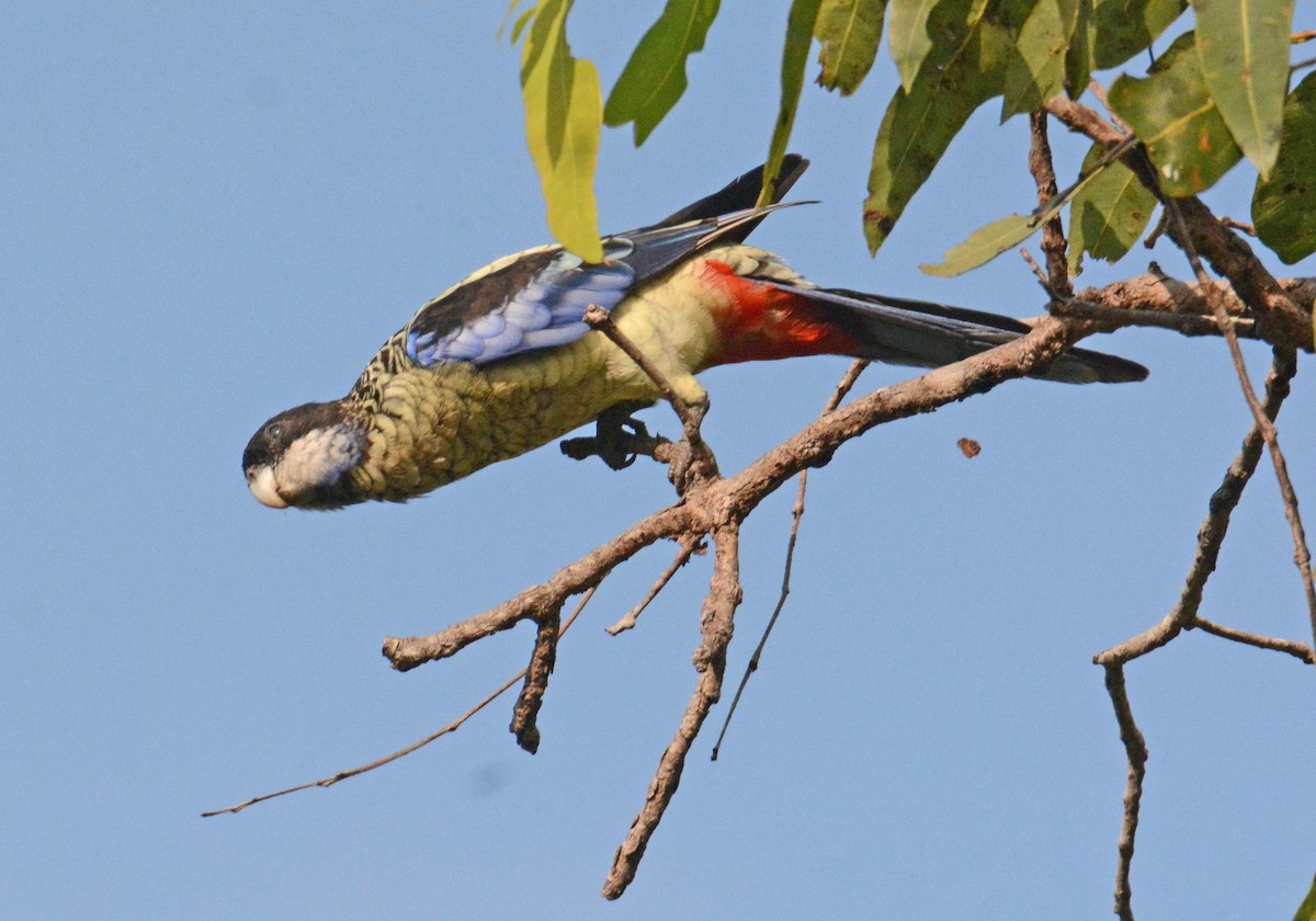Northern Rosella - ML633144524
