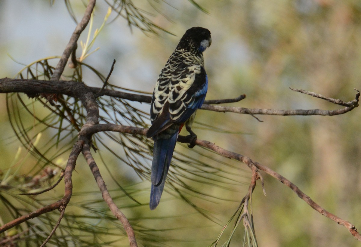 Northern Rosella - ML633144525