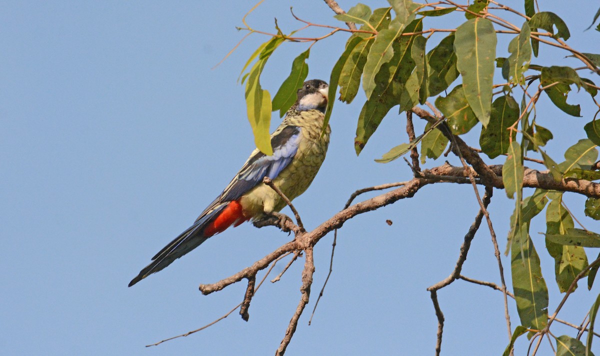 Northern Rosella - ML633144526