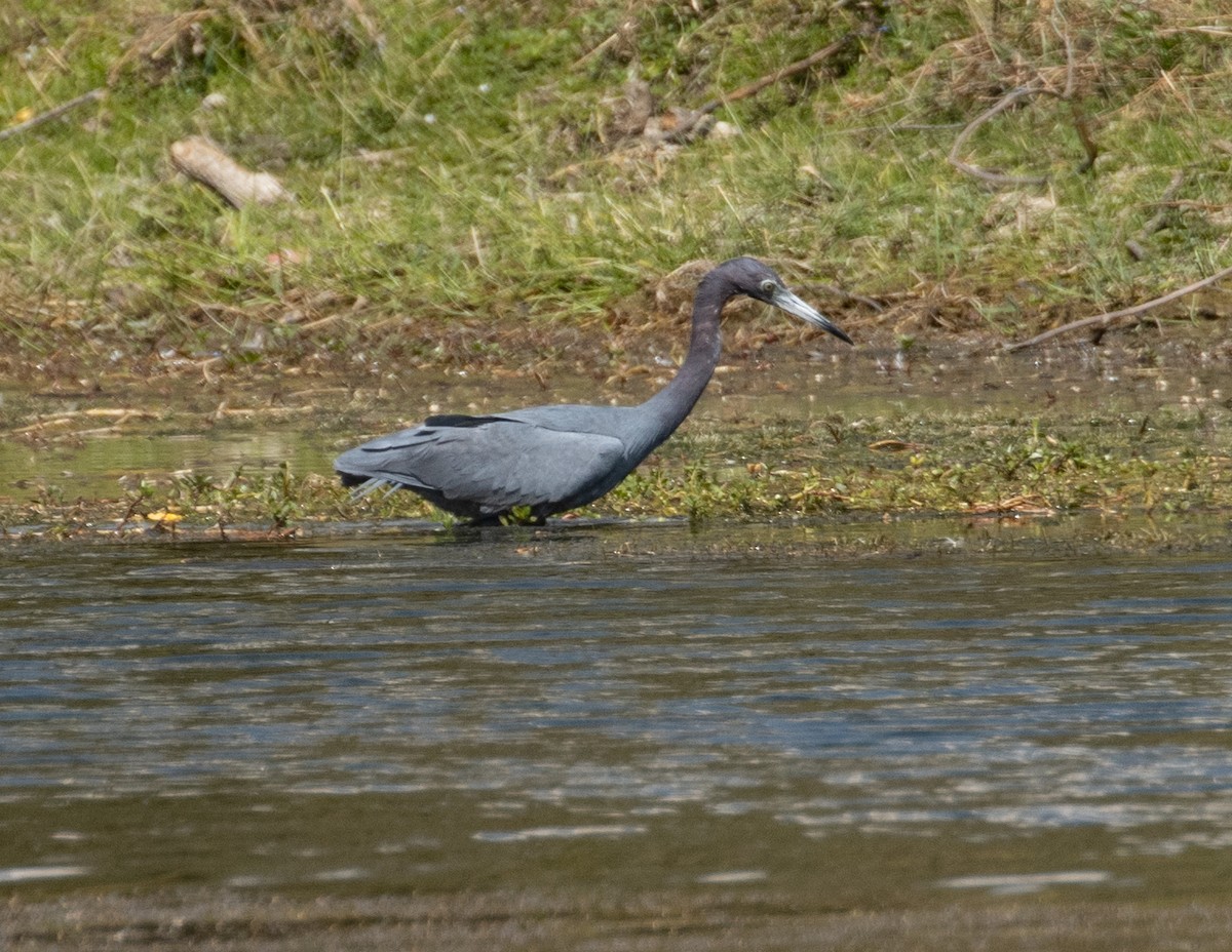 Little Blue Heron - ML633144763