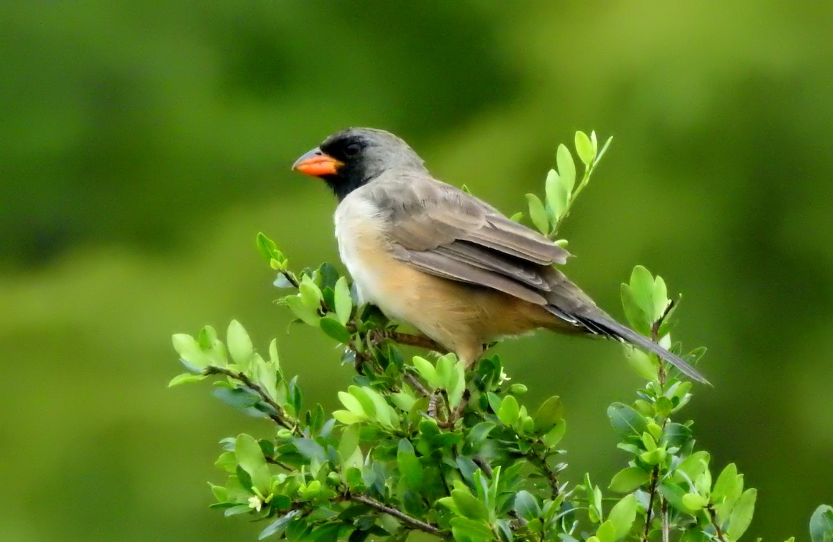 Black-throated Saltator - ML633144922