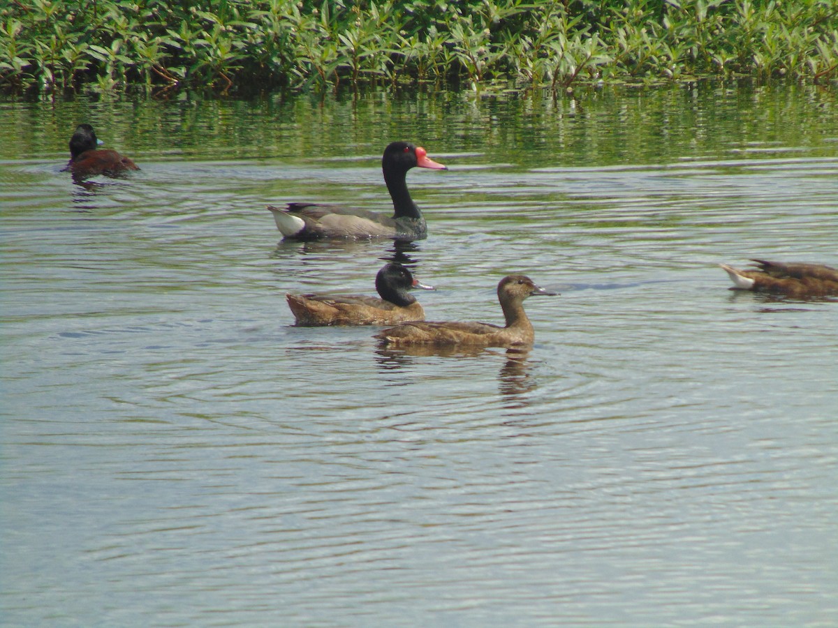 Black-headed Duck - ML633144997