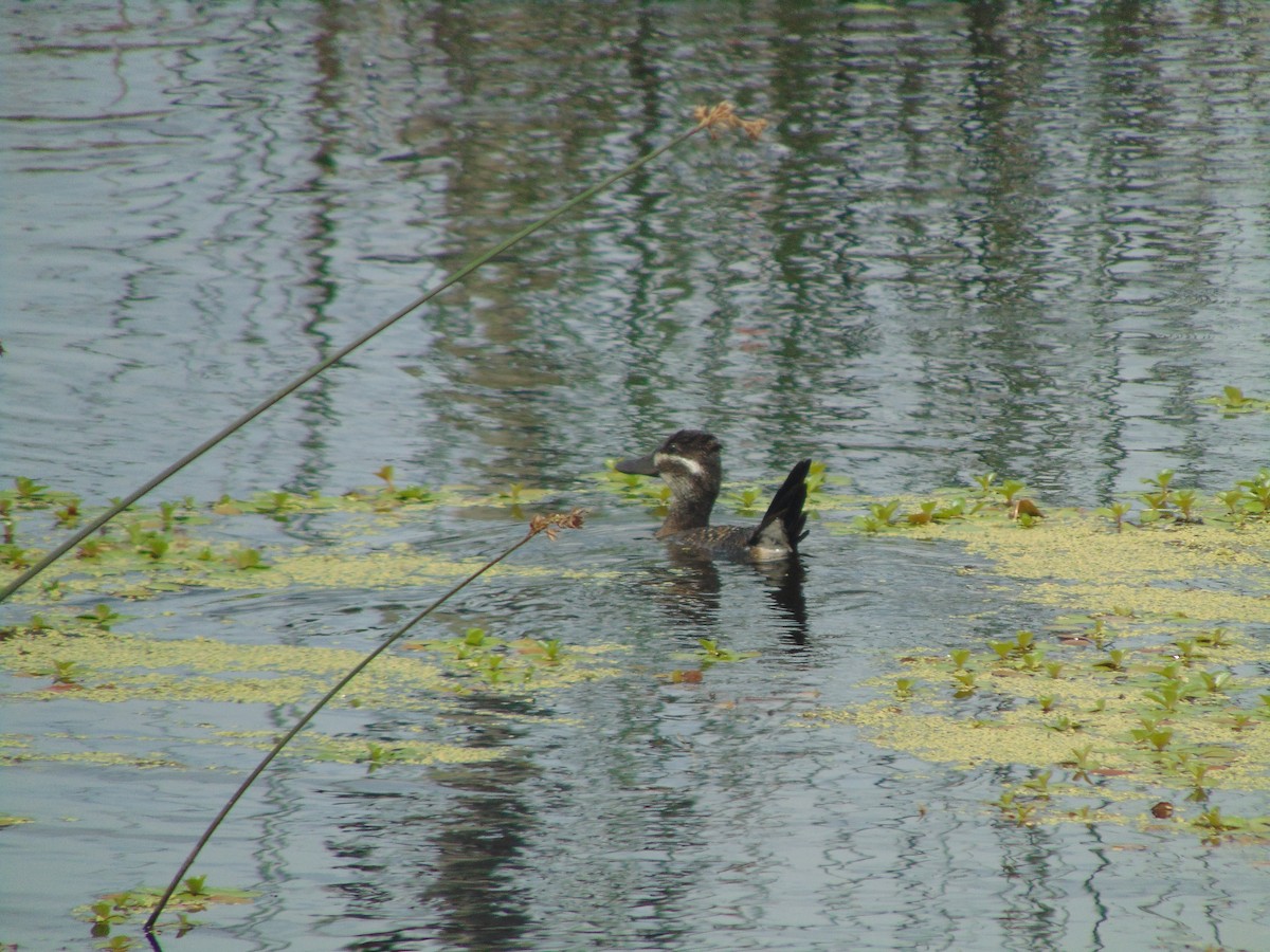 Lake Duck - ML633145014