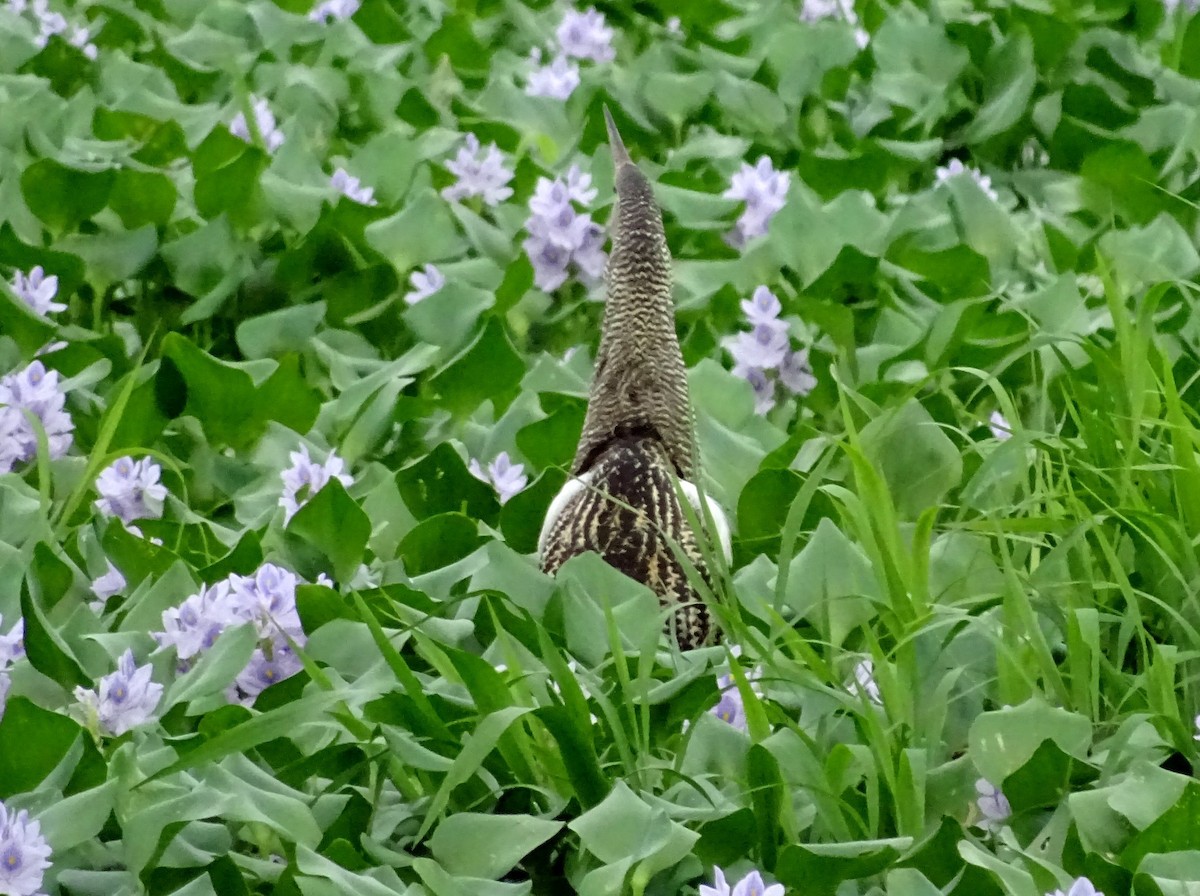 Pinnated Bittern - ML63314511