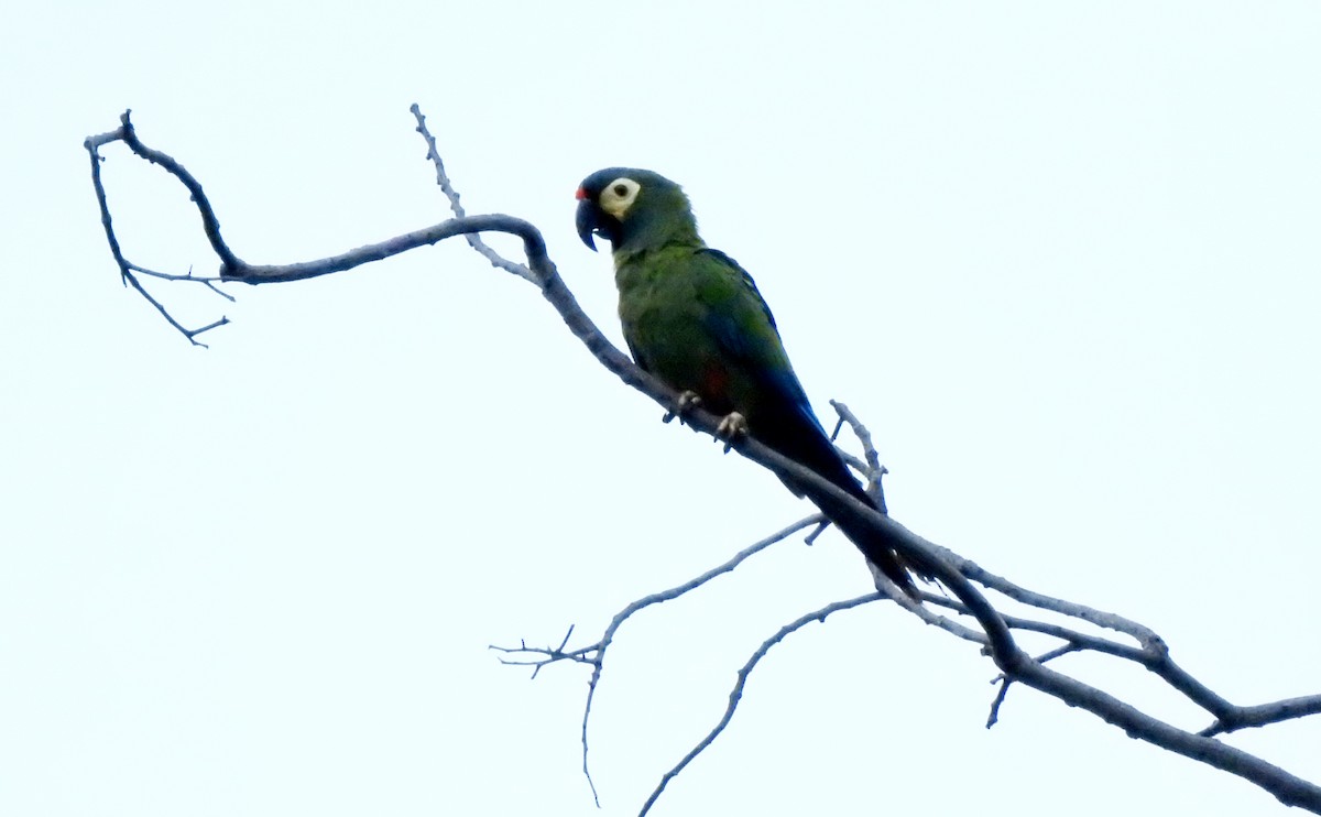 Blue-winged Macaw - ML633145194