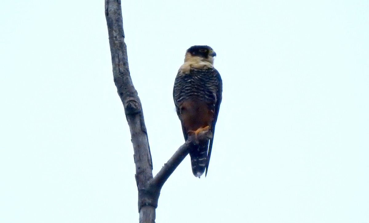 Bat Falcon - ML633145275