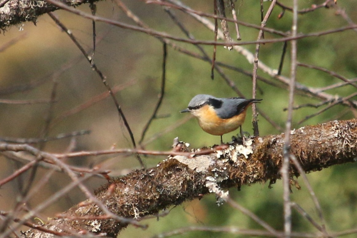 White-tailed Nuthatch - ML633145307