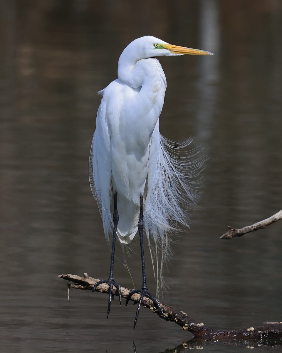 Great Egret - ML633145310