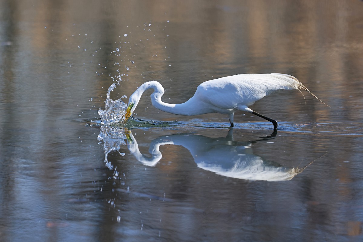 Great Egret - ML633145312