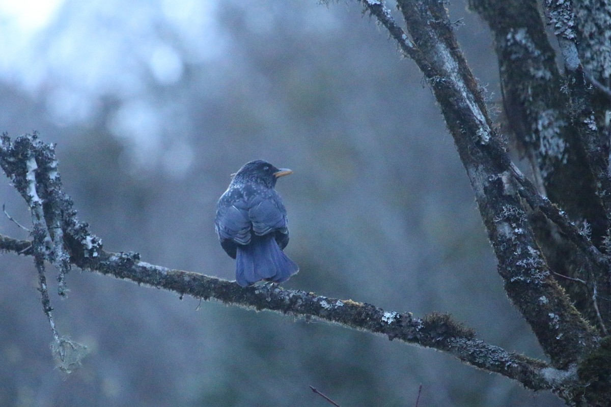Blue Whistling-Thrush - ML633145320