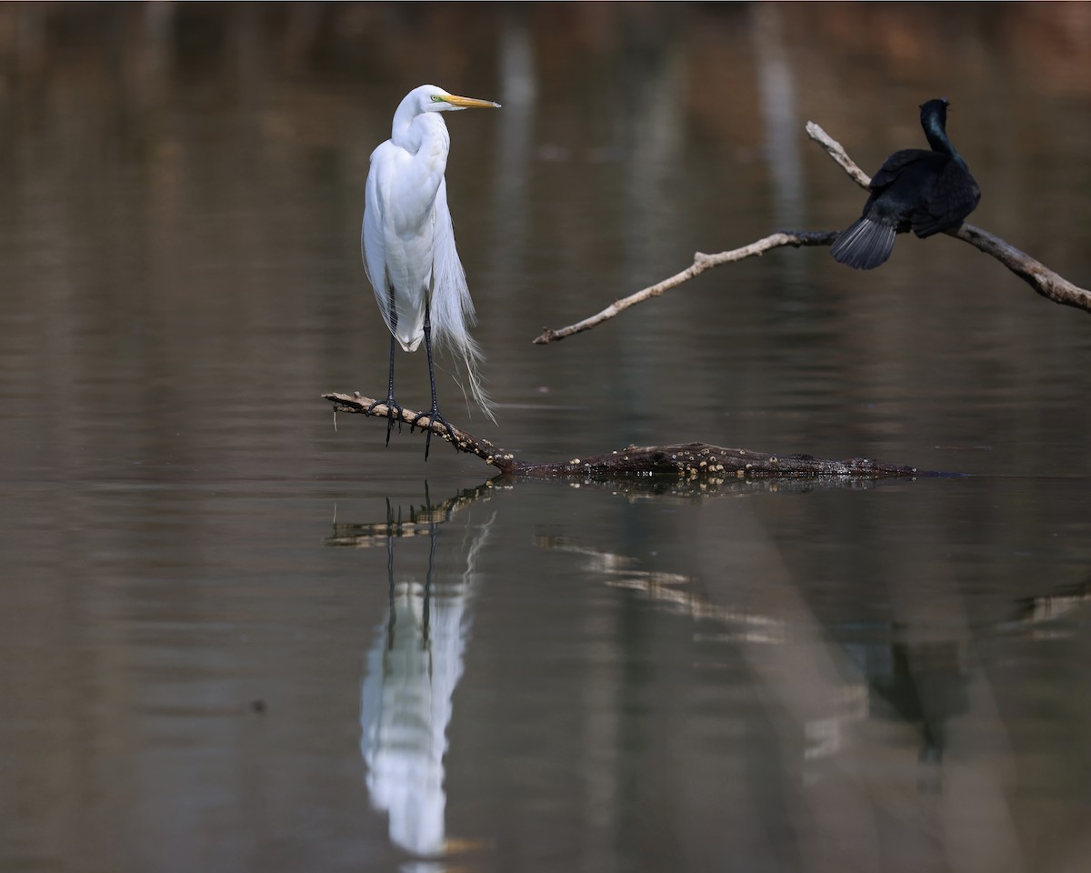 Double-crested Cormorant - ML633145369
