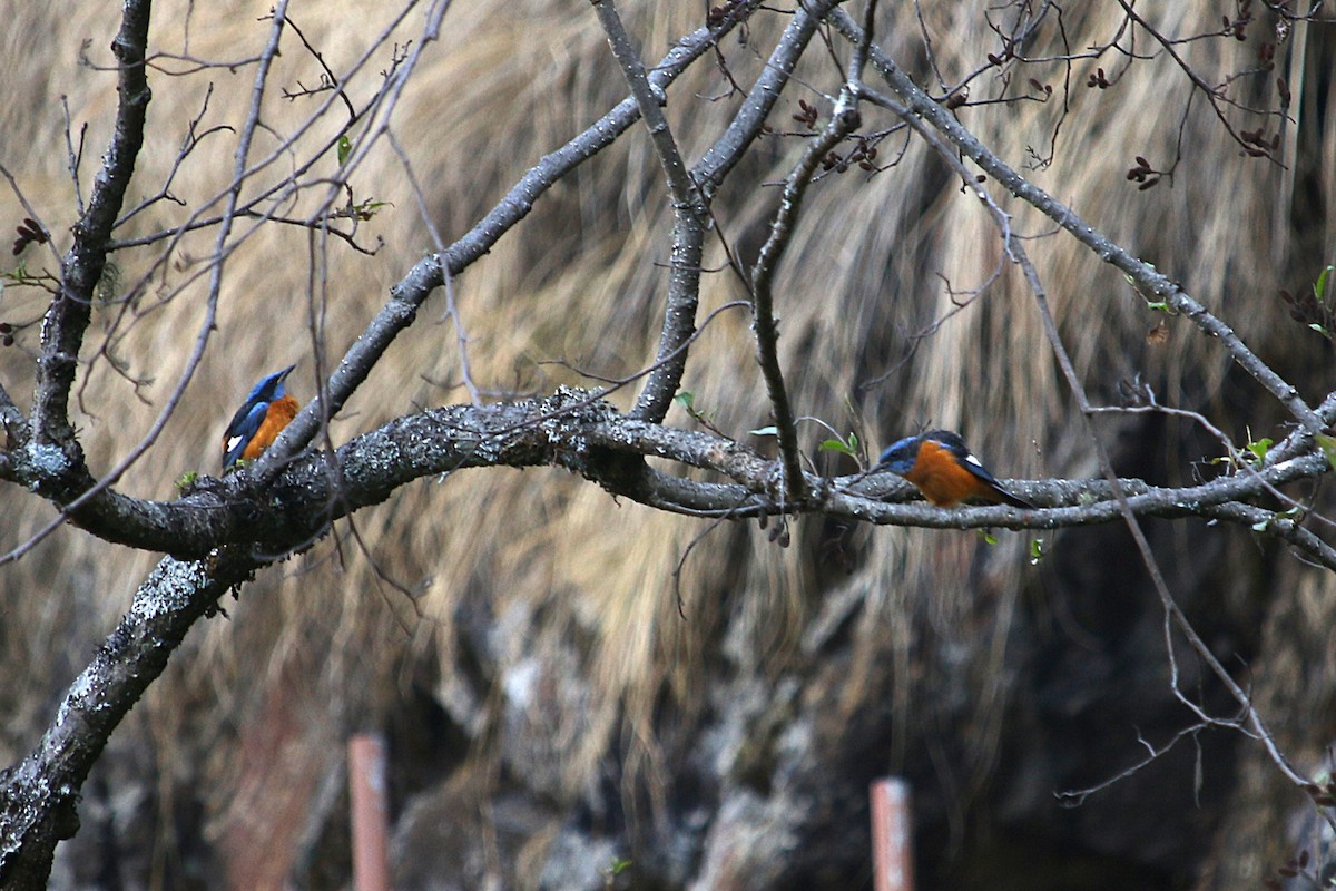 Blue-capped Rock-Thrush - ML633145400