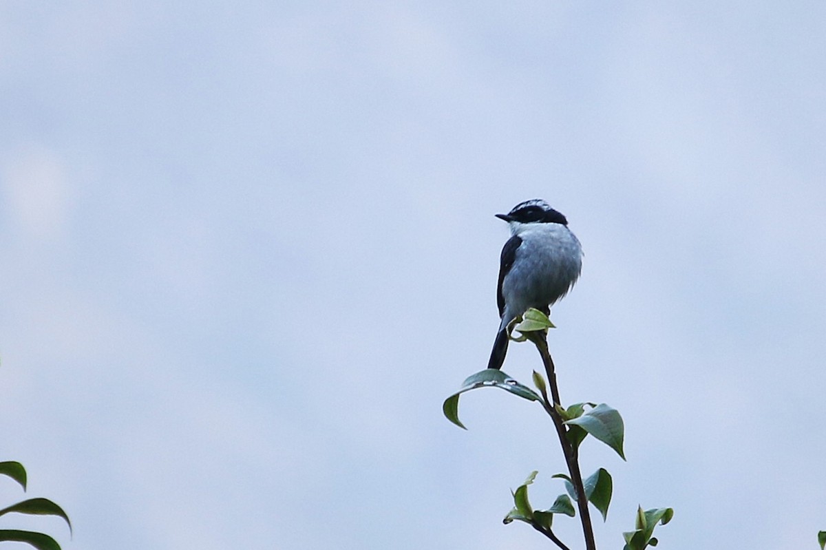 Gray Bushchat - ML633145412