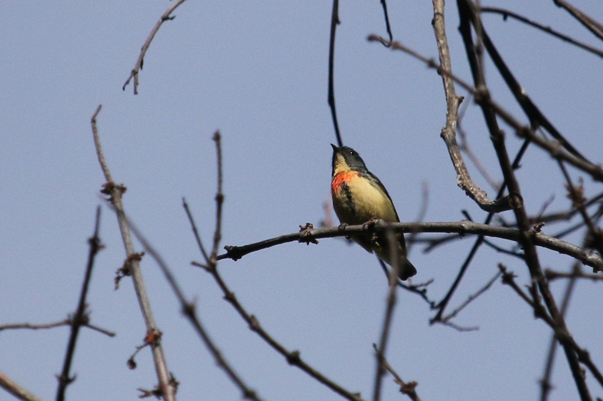 Fire-breasted Flowerpecker - ML633145455