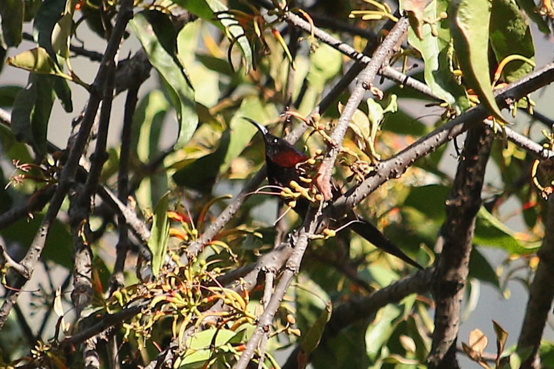 Black-throated Sunbird - ML633145459