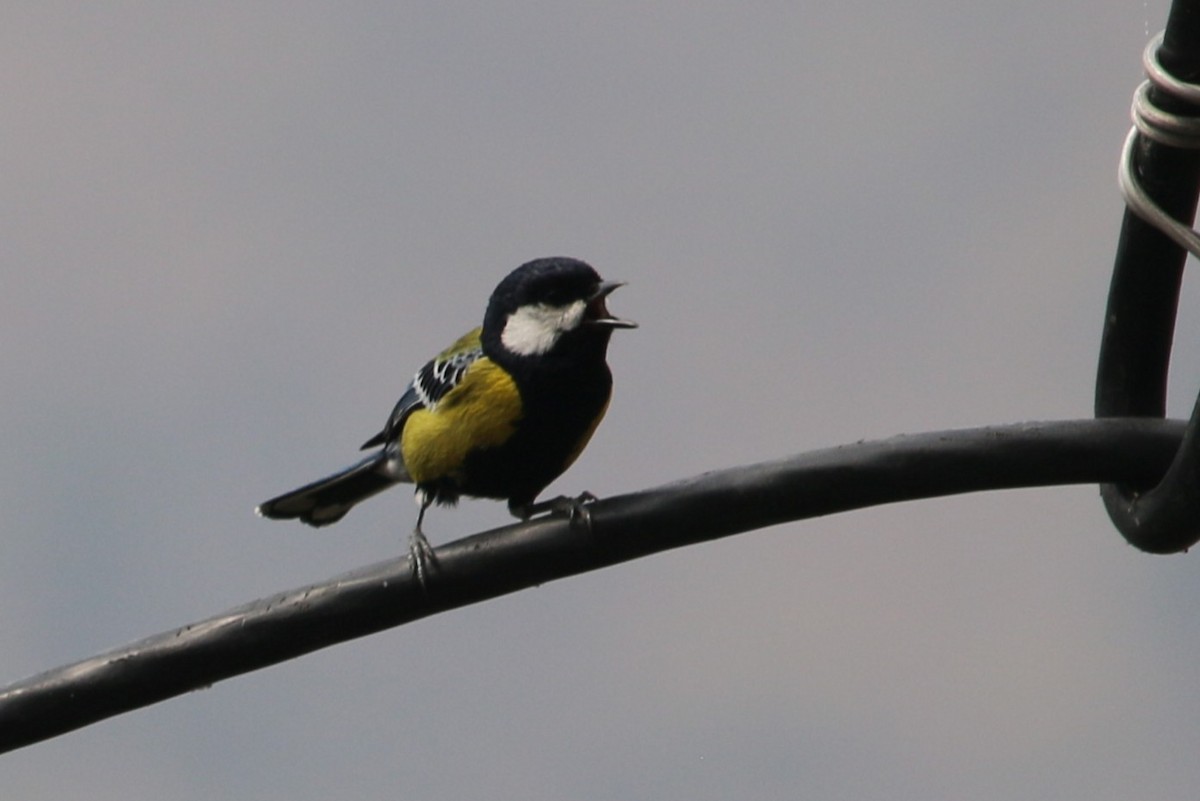 Green-backed Tit - ML633145501