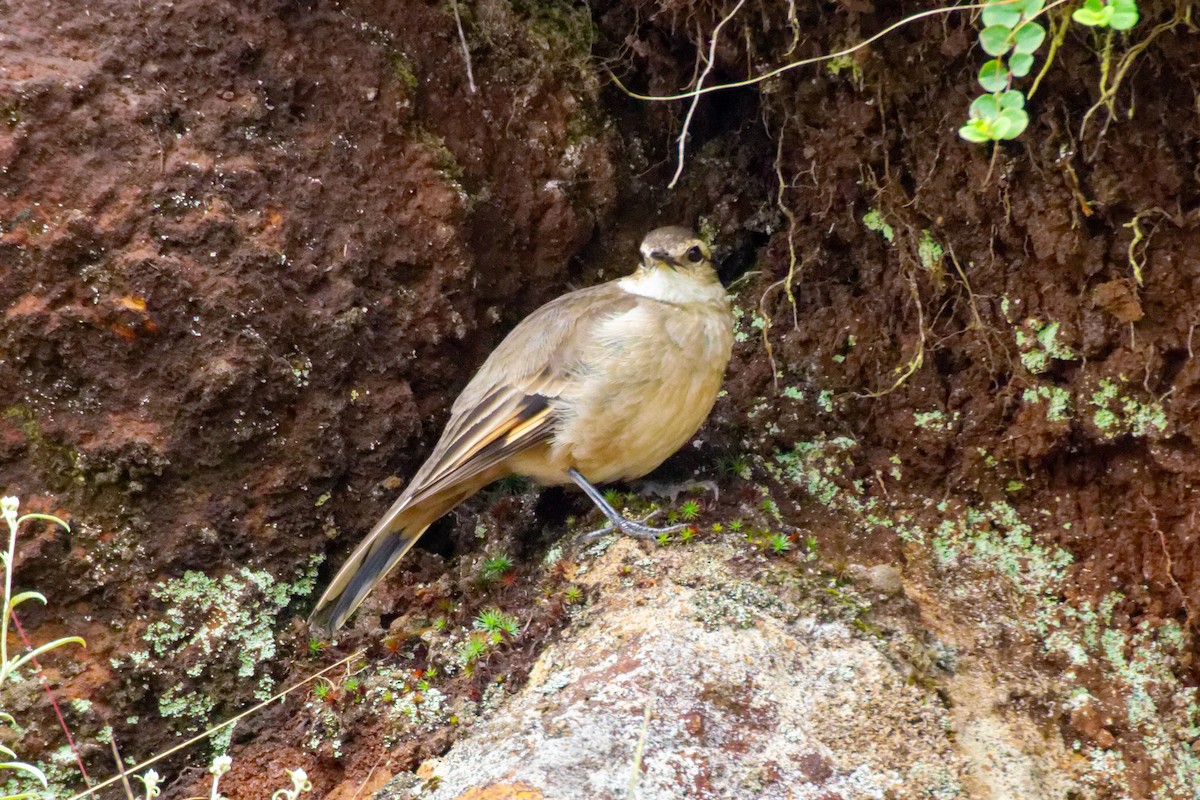 Long-tailed Cinclodes (Long-tailed) - ML633145504