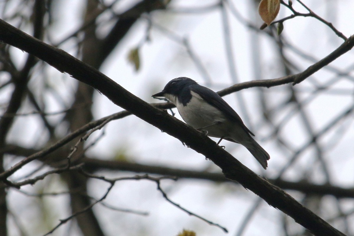 Ultramarine Flycatcher - ML633145514
