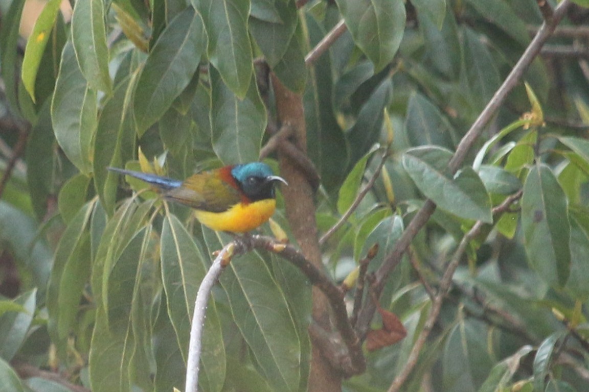 Green-tailed Sunbird - ML633145530
