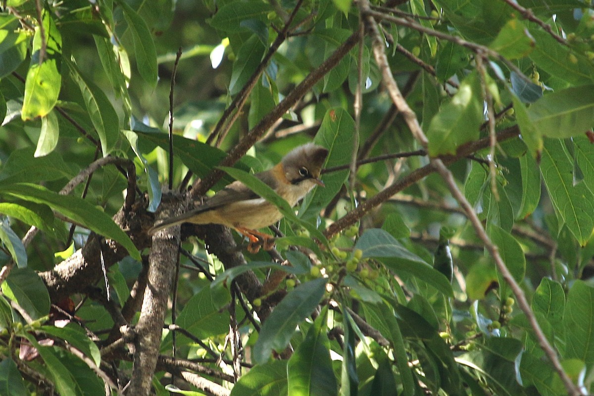 Whiskered Yuhina - ML633145606