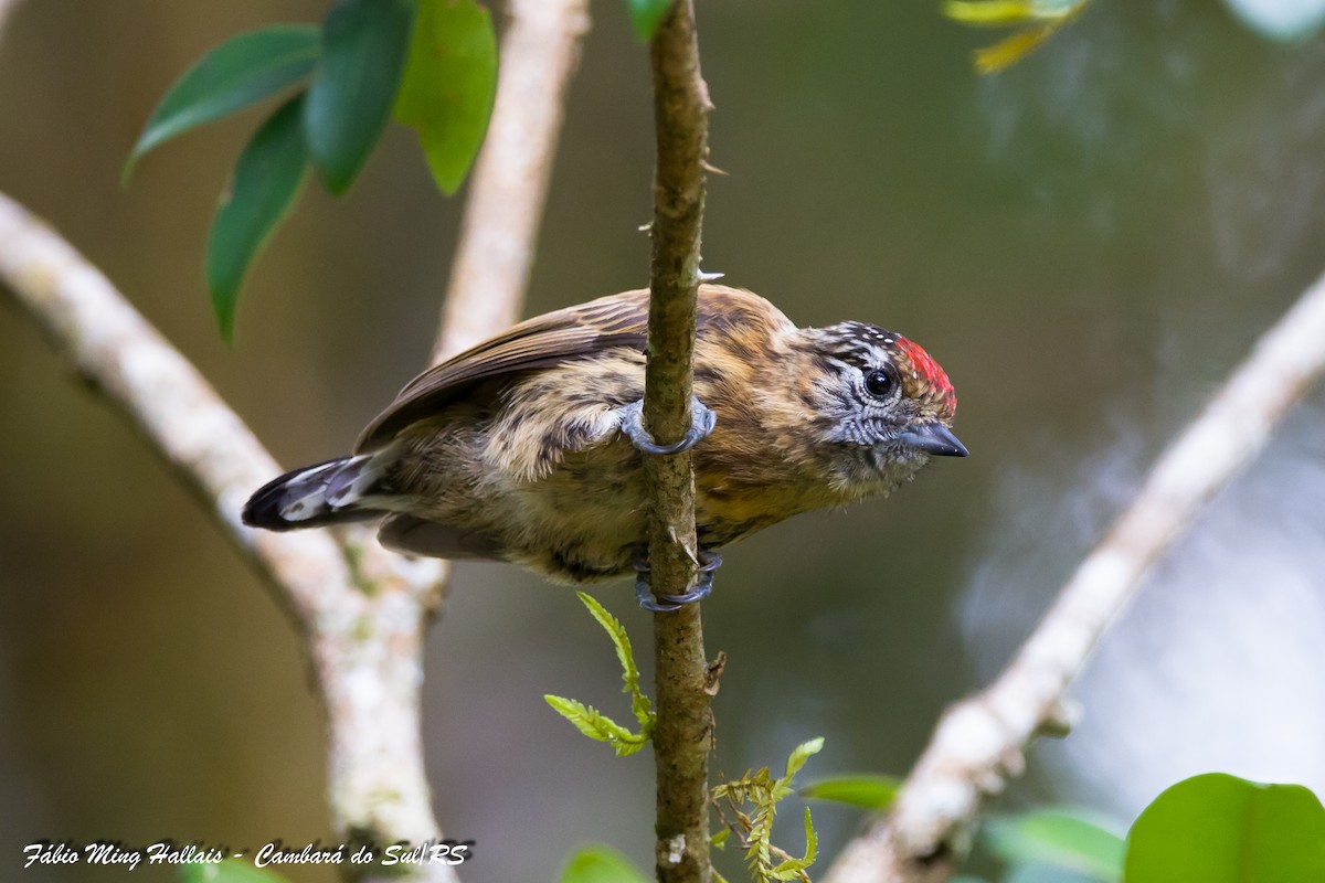 Mottled Piculet - ML633146089