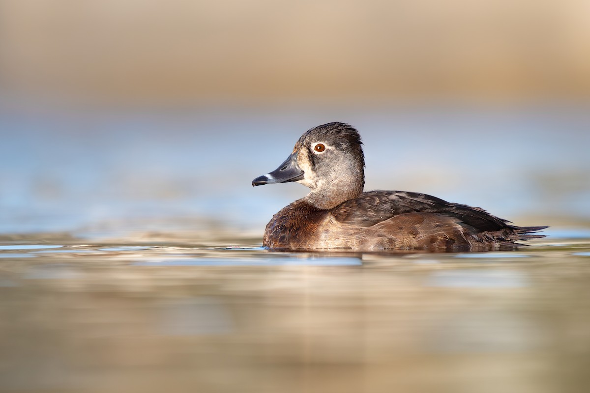 Ring-necked Duck - ML633146229