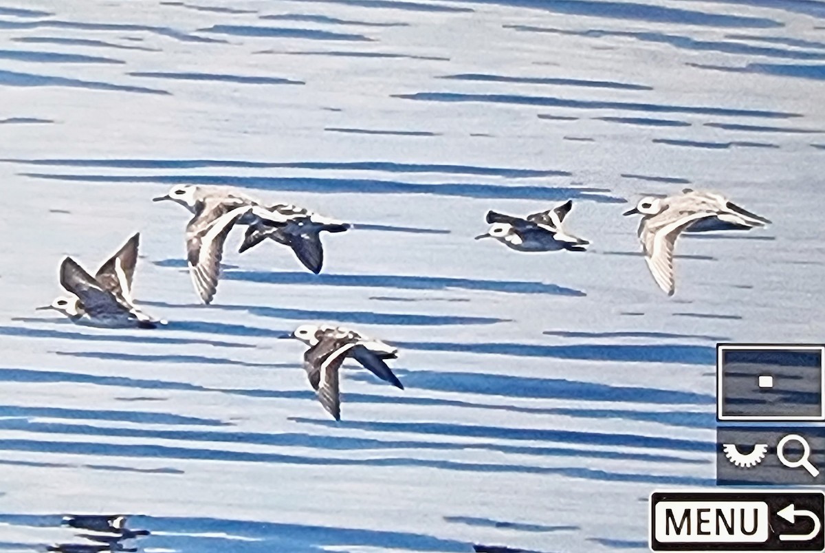 Улаан сэлээхэй - ML633146301