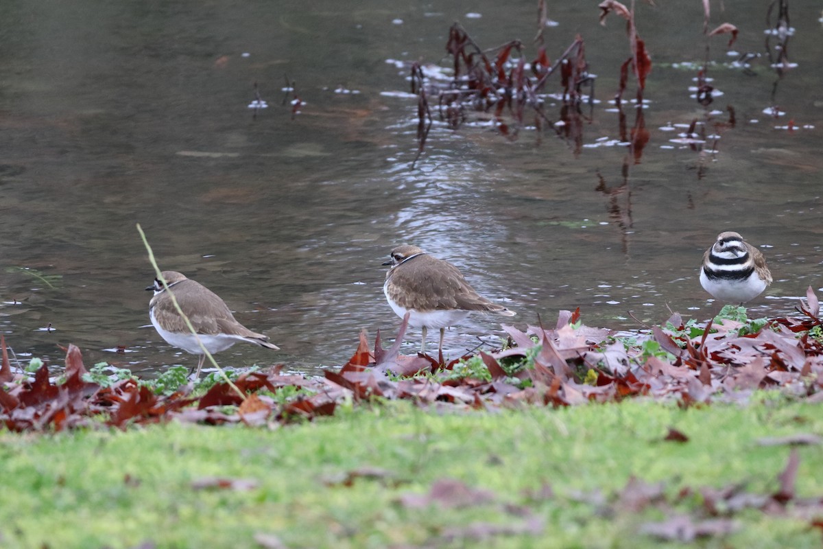 Killdeer - ML633146407
