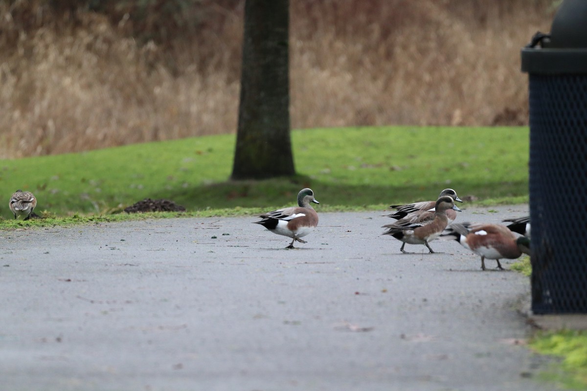 American Wigeon - ML633146432